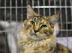 Miao (inserita in galleria)