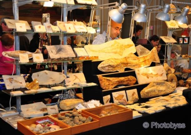 Minerali e fossili a Ville Ponti (inserita in galleria)