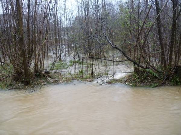 A Cassano Magnago il Rile è esondato  (inserita in galleria)