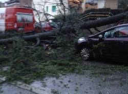 Albero caduto in via Cantoreggio (inserita in galleria)