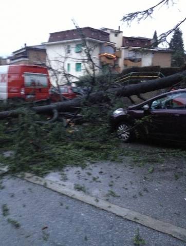 Albero caduto in via Cantoreggio (inserita in galleria)