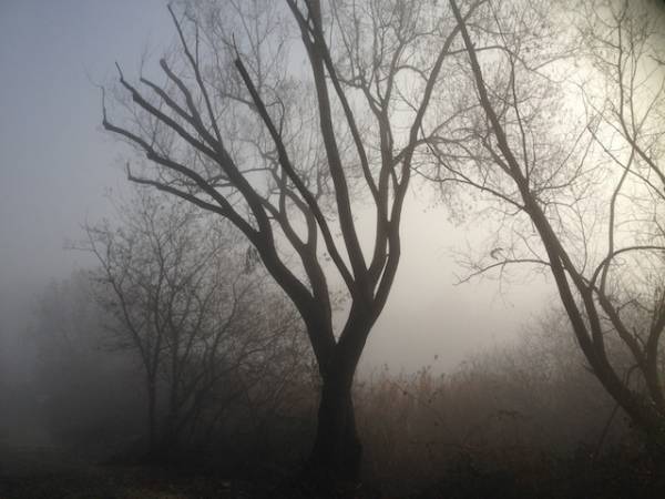 Canneto nella nebbia (inserita in galleria)