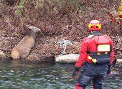 Il salvataggio del cervo a Laveno (inserita in galleria)