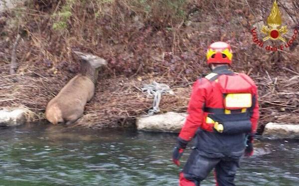 Il salvataggio del cervo a Laveno (inserita in galleria)