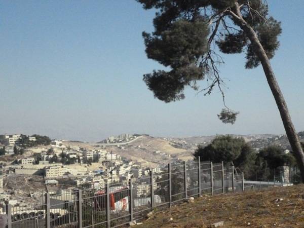 In Palestina, tra gli olivi e il Muro (inserita in galleria)