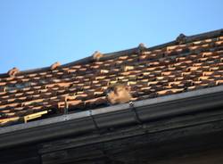 La scimmia fugge: la fotosequenza (inserita in galleria)