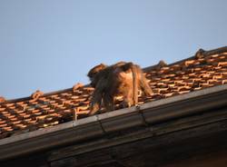 La scimmia fugge: la fotosequenza (inserita in galleria)