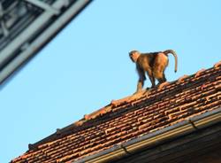 La scimmia fugge: la fotosequenza (inserita in galleria)