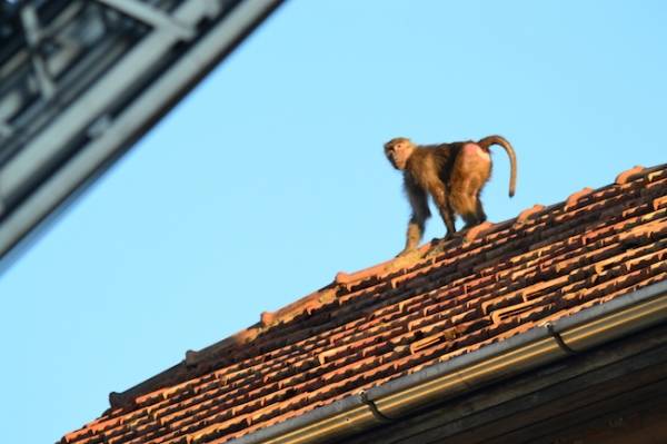 La scimmia fugge: la fotosequenza (inserita in galleria)