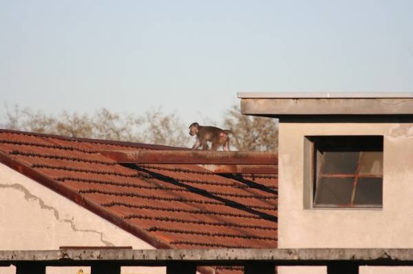 Un macaco nel centro di Busto (inserita in galleria)