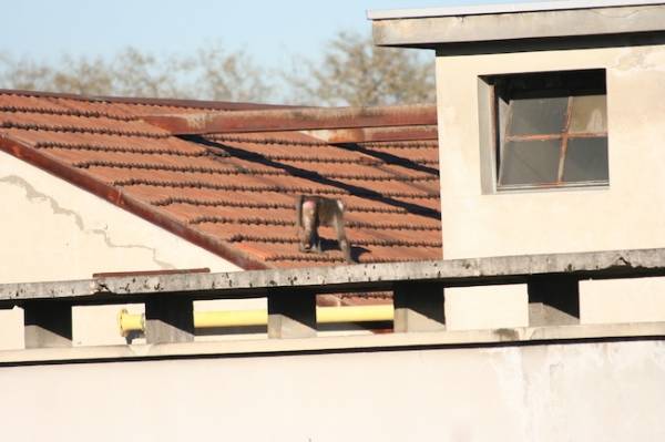 Un macaco nel centro di Busto (inserita in galleria)