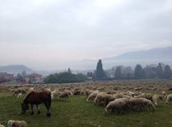 La poesia delle pecore al pascolo (inserita in galleria)