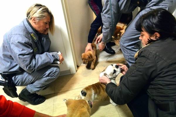 Tredici cuccioli di razza imprigionati nel bagagliaio dell'auto (inserita in galleria)
