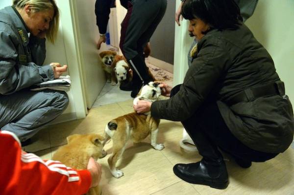 Tredici cuccioli di razza imprigionati nel bagagliaio dell'auto (inserita in galleria)