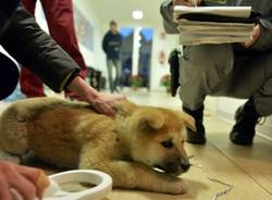 Tredici cuccioli di razza imprigionati nel bagagliaio dell'auto (inserita in galleria)