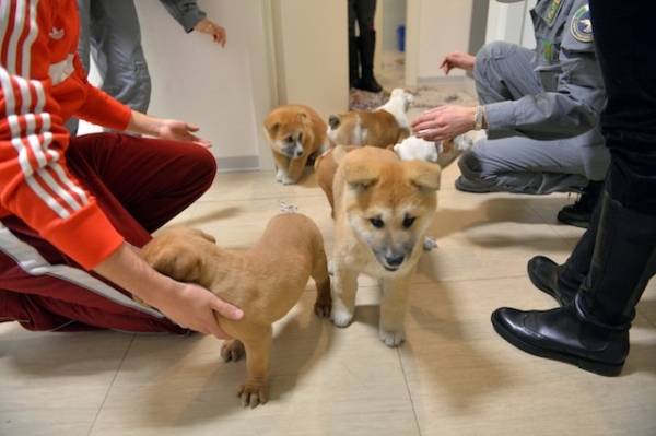 Tredici cuccioli di razza imprigionati nel bagagliaio dell'auto (inserita in galleria)