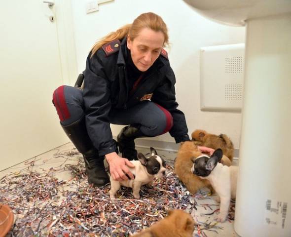 Tredici cuccioli di razza imprigionati nel bagagliaio dell'auto (inserita in galleria)