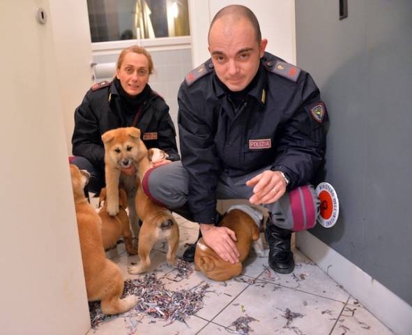 Tredici cuccioli di razza imprigionati nel bagagliaio dell'auto (inserita in galleria)