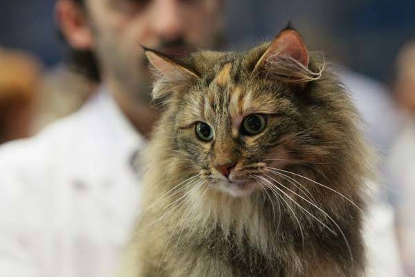 Felina Maxima: gatti rari e bellissimi (inserita in galleria)