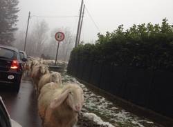 Pecore "invadono" la strada a Clivio (inserita in galleria)