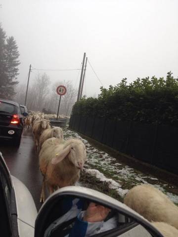 Pecore "invadono" la strada a Clivio (inserita in galleria)