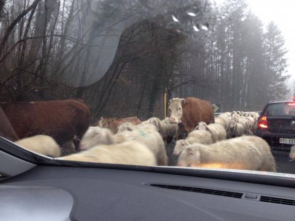 Pecore "invadono" la strada a Clivio (inserita in galleria)