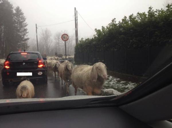 Pecore "invadono" la strada a Clivio (inserita in galleria)