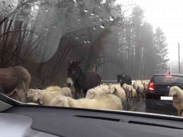 Pecore "invadono" la strada a Clivio (inserita in galleria)