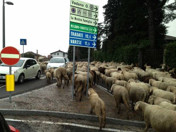 Pecore sulla rotonda a Vedano Olona (inserita in galleria)