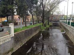Arnetta "nera" (inserita in galleria)