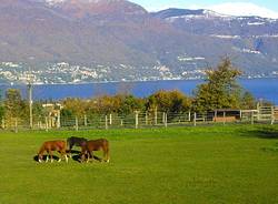 Il ranch di Daniele Santucci a Castelveccana (inserita in galleria)