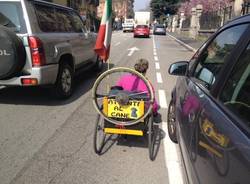 Un cane in bicicletta (inserita in galleria)