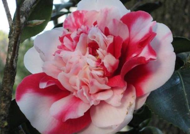 Camelia del Lago Maggiore