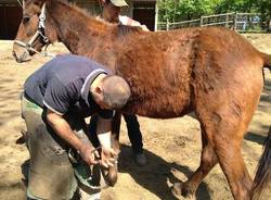 Cavalli e pony sequestrati a Laveno Mombello  (inserita in galleria)