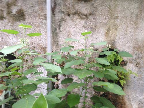 La Serra comunale di Comerio  (inserita in galleria)