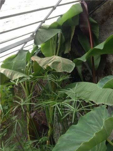 La Serra comunale di Comerio  (inserita in galleria)