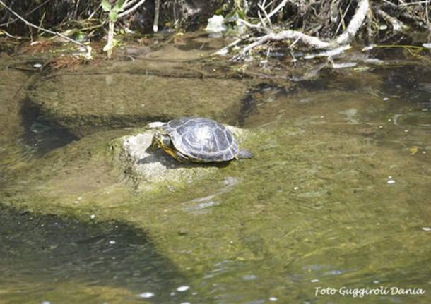 La tartaruga tropicale nel Boesio (inserita in galleria)