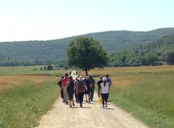 La via Francigena da San Gimignano a Siena (inserita in galleria)