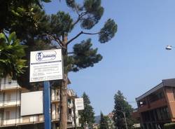 Pino secolare abbattuto in viale Borri (inserita in galleria)