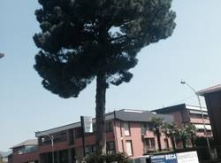 Pino secolare abbattuto in viale Borri (inserita in galleria)