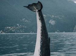 C'è una balena nel lago di Lugano (inserita in galleria)