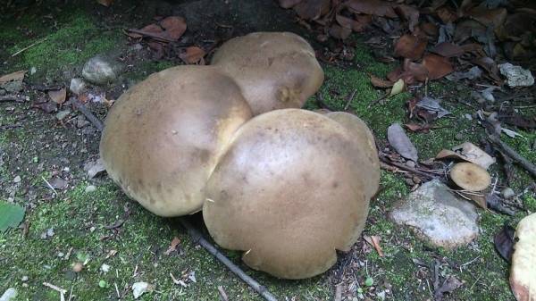 Funghi di luglio (inserita in galleria)