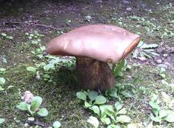 Funghi di luglio (inserita in galleria)