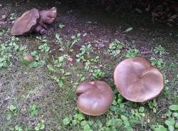 Funghi di luglio (inserita in galleria)