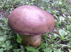 Funghi di luglio (inserita in galleria)
