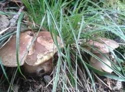 Funghi nel luinese (inserita in galleria)