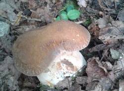 Funghi nel luinese (inserita in galleria)