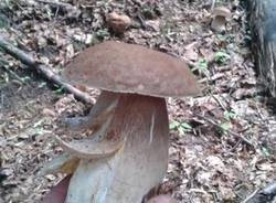 Funghi nel luinese (inserita in galleria)