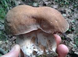 Funghi nel luinese (inserita in galleria)
