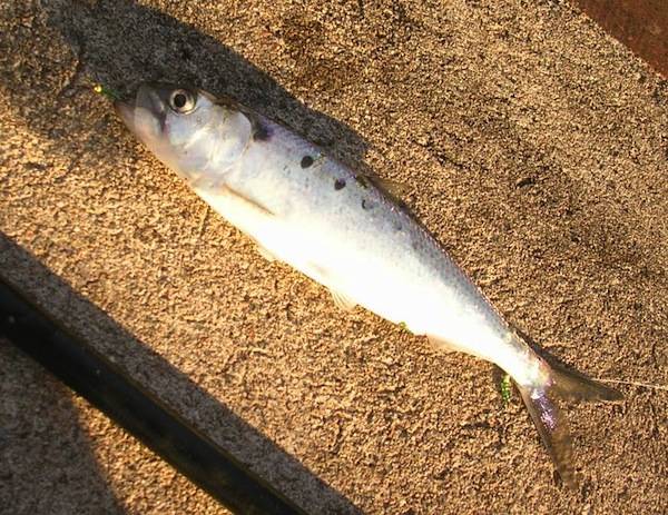 Lago Maggiore e la pesca degli agoni (inserita in galleria)